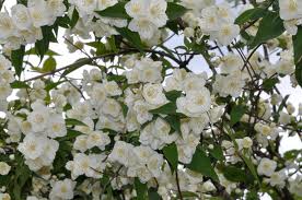 معرفی و راهنمای پرورش گیاهان زینتی - نرگس درختی